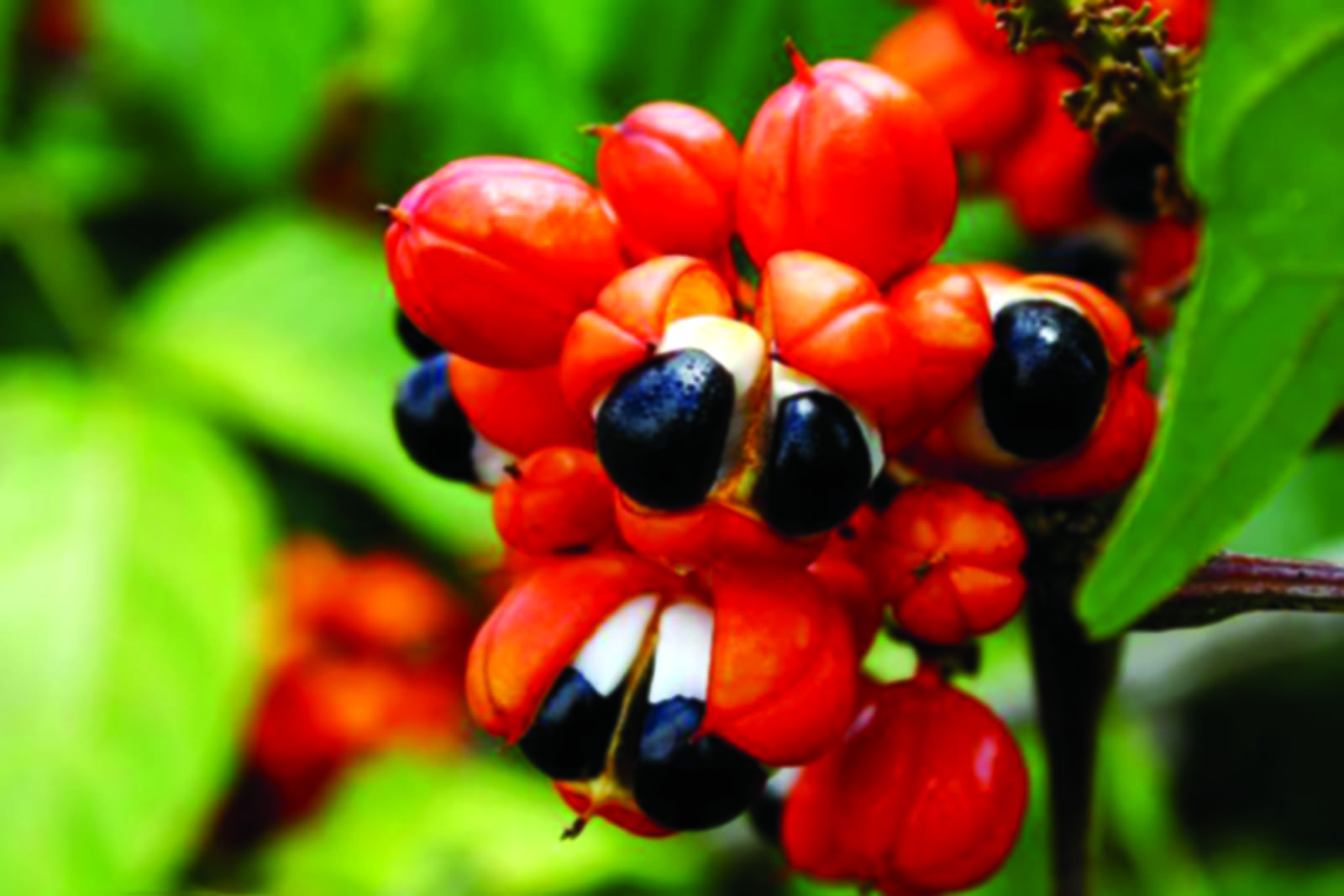 GUARANÁ